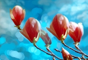 1_Magnolias_composite_2007