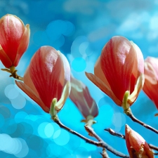 1_Magnolias_composite_2007