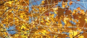 3_Autumn_Leaves_Triptych_2008