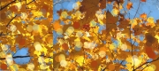 4_Autumn_Leaves_Triptych_2008
