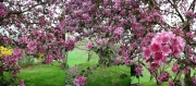 5_crabapple_tree_Triptych_2009