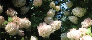 6_Hydrangeas_Triptych_2011